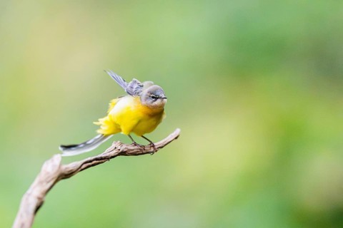 Grey Wagtail (Motacilla cinerea) sitting on a branch, wildlife, Germany