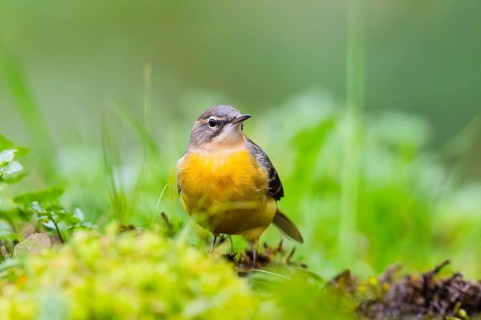 Grey Wagtail (Motacilla cinerea) sitting on the ground, wildlife, Germany