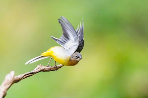 Grey Wagtail (Motacilla cinerea) starts flying, wildlife, Germany