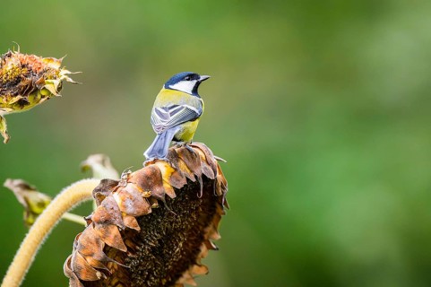 Great tit (Parus major) sitting on an old sunflower blossom with seeds inside, Bavaria, Germany