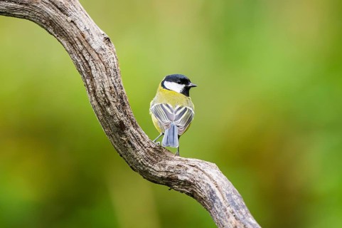 Great tit (Parus major) sitting on an old wood at a swamp, Bavaria, Germany