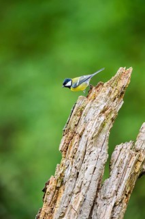 Great tit (Parus major) sitting on an old wrotten tree trunk at a swamp, Bavaria, Germany