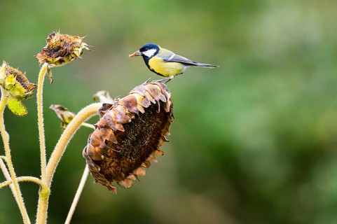 Great tit (Parus major) sitting on an old sunflower blossom with seeds inside, Bavaria, Germany