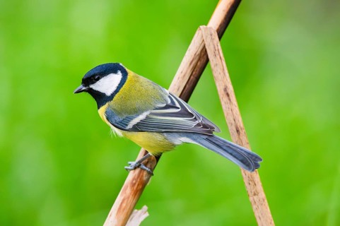 Great tit (Parus major) sitting on stem of a reed at a swamp, Bavaria, Germany