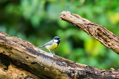 Great tit (Parus major) sitting on an old wrotten tree trunk at a swamp, Bavaria, Germany