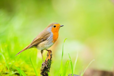 European robin (Erithacus rubecula) sitting on an old wooden branch, Bavaria, Germany