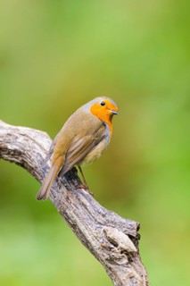 European robin (Erithacus rubecula) sitting on an old wooden branch, Bavaria, Germany