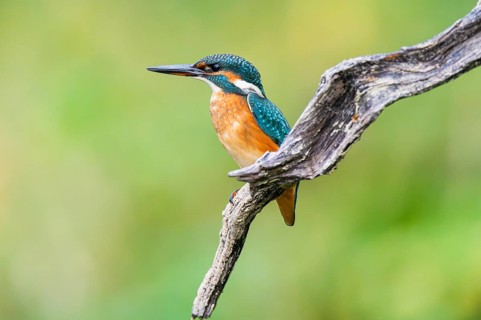 Common kingfisher (Alcedo atthis) sitting on an old wooden branch in late summer, wildife, Bavaria,