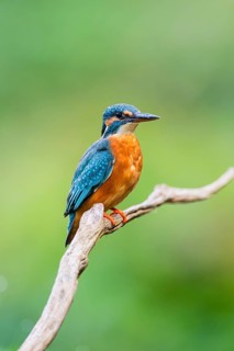Common kingfisher (Alcedo atthis) sitting on an old wooden branch in late summer, wildife, Bavaria,