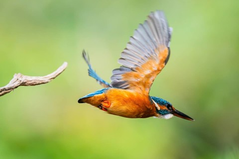 Common kingfisher (Alcedo atthis) flying away from an old wooden branch in late summer, wildife,