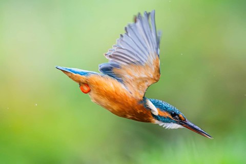 Common kingfisher (Alcedo atthis) flying into the water hunting for fish in late summer, wildife,