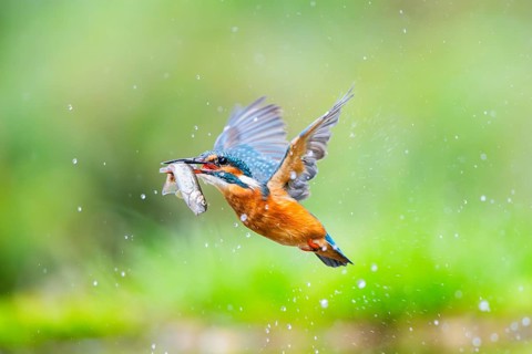 Common kingfisher (Alcedo atthis) flying out of the water with a fresh cought fish in his beak in