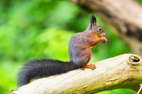 Red squirrel (Sciurus vulgaris) sitting on an old wrotten tree trunk in a forest, Bavaria, Gernany
