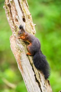 Red squirrel (Sciurus vulgaris) sitting on an old wrotten tree trunk in a forest, Bavaria, Gernany