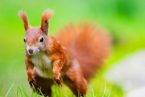 Red squirrel (Sciurus vulgaris) running in the grass, Bavaria, Gernany