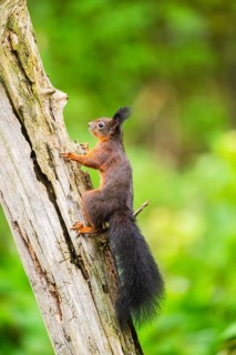 Red squirrel (Sciurus vulgaris) climbing up an old wrotten tree trunk in a forest, Bavaria, Gernany