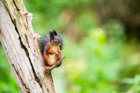 Red squirrel (Sciurus vulgaris) sitting on an old wrotten tree trunk in a forest, Bavaria, Gernany