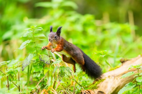 Red squirrel (Sciurus vulgaris) jumping in the air in a forest, Bavaria, Gernany
