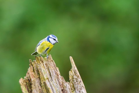 Eurasian blue tit (Cyanistes caeruleus) sitting on an old wrotten tree trunk at a swamp, Bavaria,