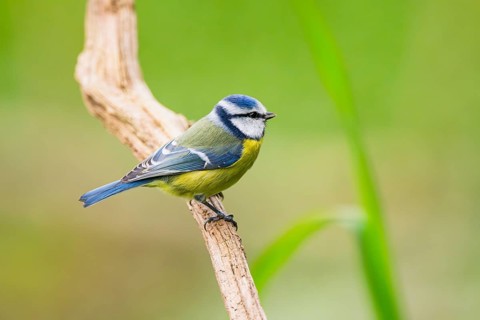 Eurasian blue tit (Cyanistes caeruleus) sitting on an old wood at a swamp, Bavaria, Germany