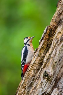Great spotted woodpecker (Dendrocopos major) sitting on an old wrotten tree trunk in late summer,
