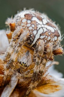 Garden spider, Araneus diadematus, European Garden Spider, Lower Saxony, Germany