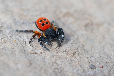 Red tubular spider, Eresus kollari, The Ladybird spider, Saxony-Anhalt, Germany