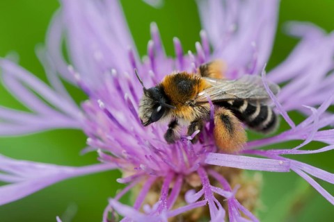 Brown-rumped trouser bee (Dasypoda hirtipes) on knapweed flower, Lower Saxony, Germany