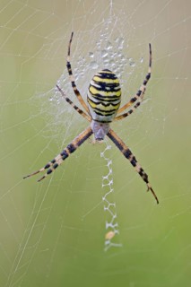 Wasp Spider, Argiope bruennichi, Wasp Spider, Lower Saxony, Germany