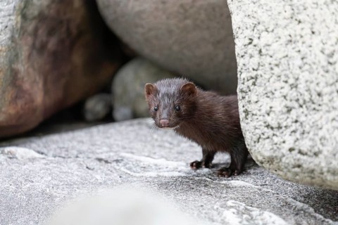 The American Mink (Mustela vison) is a graceful predator that lives by the sea in Norway near Bodø