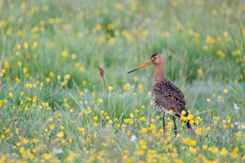 Black-tailed godwit, Limosa limosa, Lower Saxony, Germany