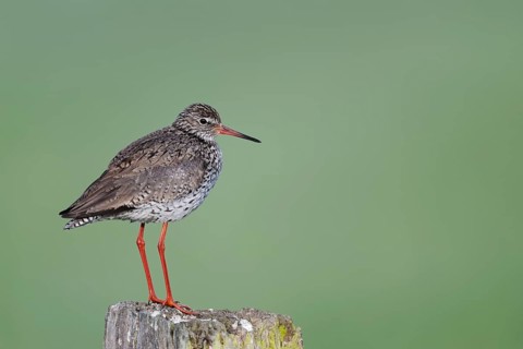 Redshank (Tringa totanus) sitting on a pole, Lower Saxony, Germany