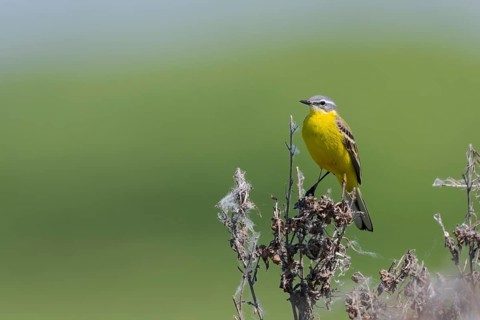Meadowtail male, Motacilla flava, Male western yellow wagtail, Lower Saxony, Germany