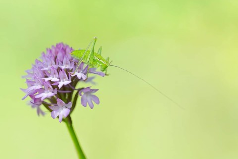 Locust Nymph, Poecilimon mytilenensis, Nymph Mytilene Bright Bush-cricket, Corfu, Greece