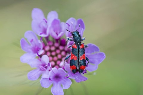 Bee beetle (Trichodes apiarius) on flower, Corfu, Greece