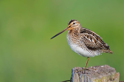 Common snipe (Gallinago gallinago) sitting on a pole, Lower Saxony, Germany