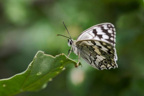 Balkan Chessboard, Melanargia Larissa, Balkan Marbled White Butterfly, Corfu, Greece
