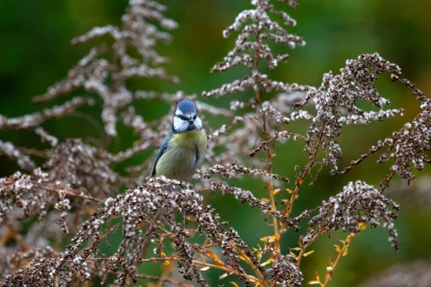Blue tit (Cyanistes caeruleus) on a faded goldenrod (Solidago) Bavaria, Germany