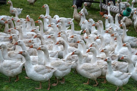 Free-range fattening geese (Anser anser domesticus) in a meadow, Bullach, Middle Franconia,