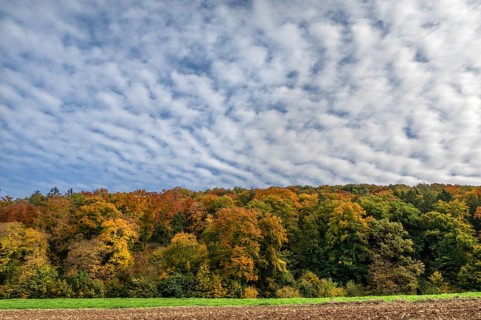 Mixed autumn forest, cloudy sky, Happurg, Middle Franconia, Bavaria, Germany