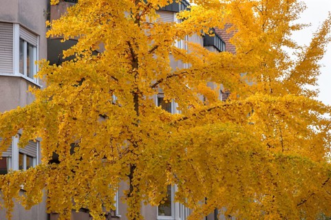Golden yellow ginkgo trees in the city of Fürth, Middle Franconia, Bavaria, Germany