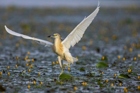 Squacco Heron (Ardeola ralloides) in the fog Hungary