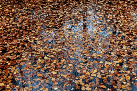 Autumn leaves, autumn-colored leaves floating on moor water, Osterwald, Zingst,