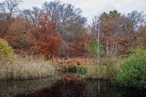 Autumn forest, autumnal trees, water from a small lake in front, Osterwald, Zingst,