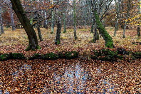 Autumn forest, autumn-colored trees, Osterwald, Zingst, Fischland-Darß-Zingst, Western Pomerania