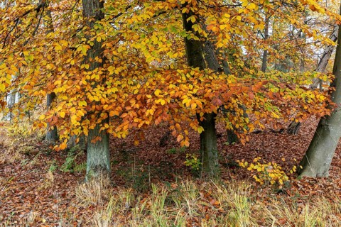 Autumn leaves, Osterwald, Zingst, Fischland-Darß-Zingst, Western Pomerania Lagoon Area National