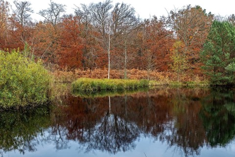 Autumn forest, autumn-colored trees reflected in the water, Osterwald, Zingst,