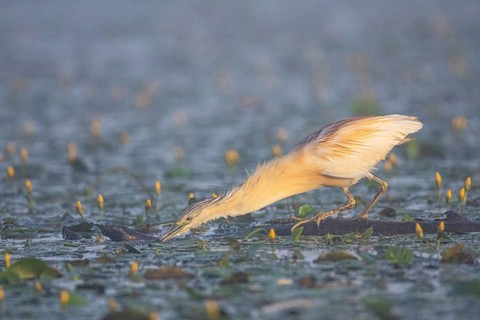 Squacco Heron (Ardeola ralloides) in the fog Hungary