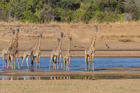 Thornicroft giraffe (Giraffa camelopardalis thornicrofti) crossing the Luangwa River Zambia August