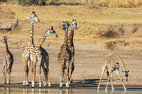 Thornicroft's Giraffe (Giraffa camelopardalis thornicrofti) Luangwa River valley Zambia August